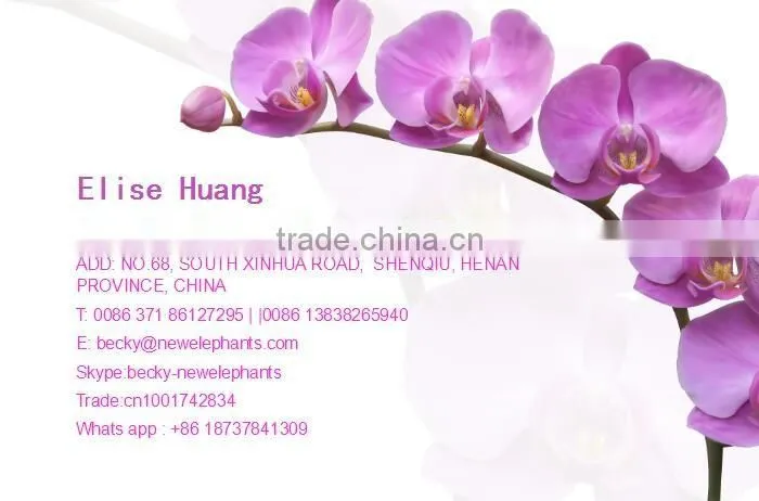 Electronic Weighing Bottle Filling Machine with Factory Price