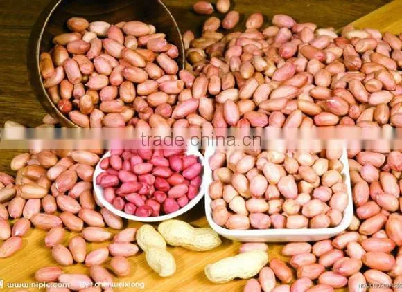 shandong peanut