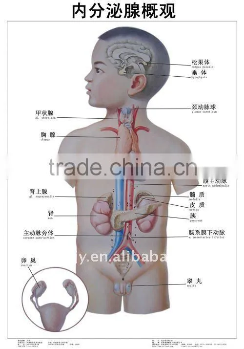 medical accessories Artpaper Medical wall chart--Circulation system,The lymphatic system of patterning