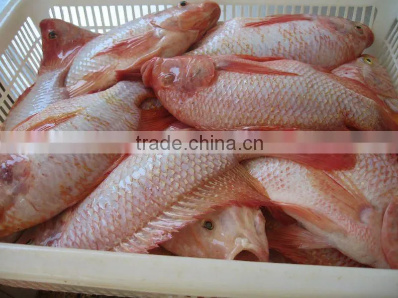 frozen red tilapia fish from China IQF