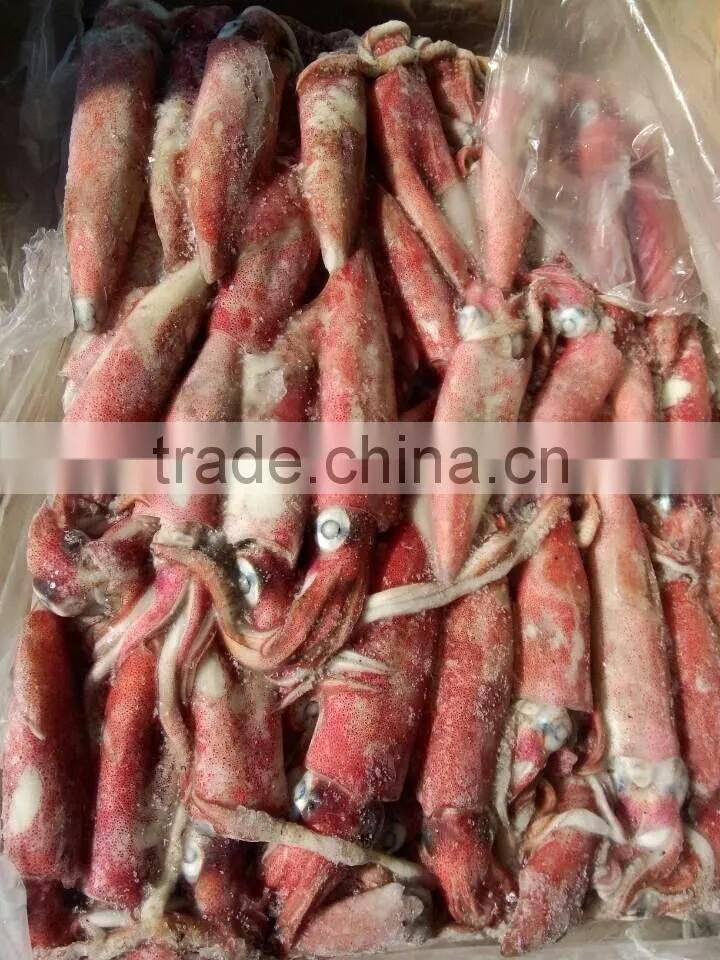 origin chinese of frozen loligo squid