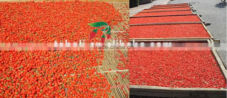 goji berry from China, good price goji berry