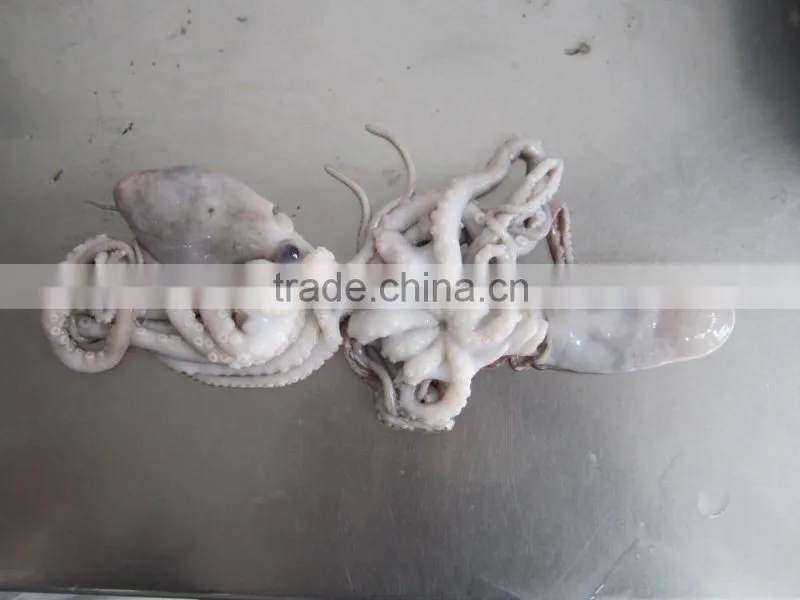 frozen octopus BQF Octopus Of Various Sizes