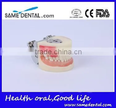 Abscess and tooth preparation model school teaching demonstration