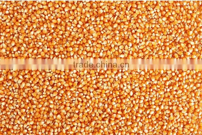 bulk yellow feed corn