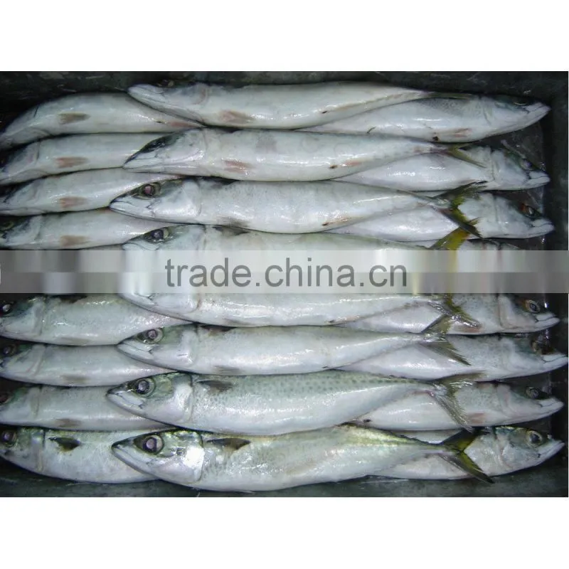 IQF spotted chub mackerel for sale