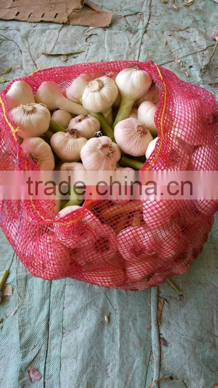 Liliaceous Vegetabless Product Type and Garlic 2017