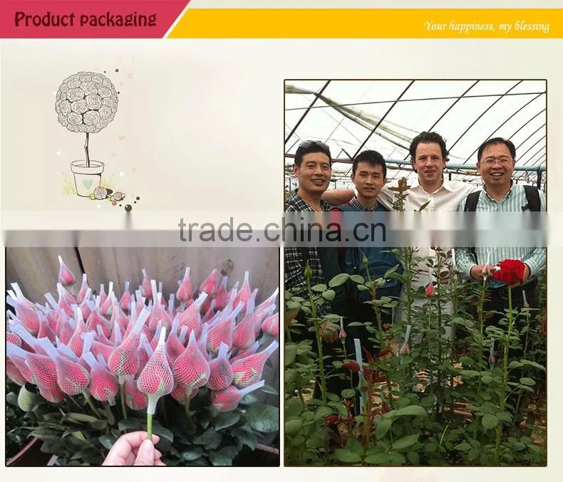 Export cut fresh flower of red rose flower from china