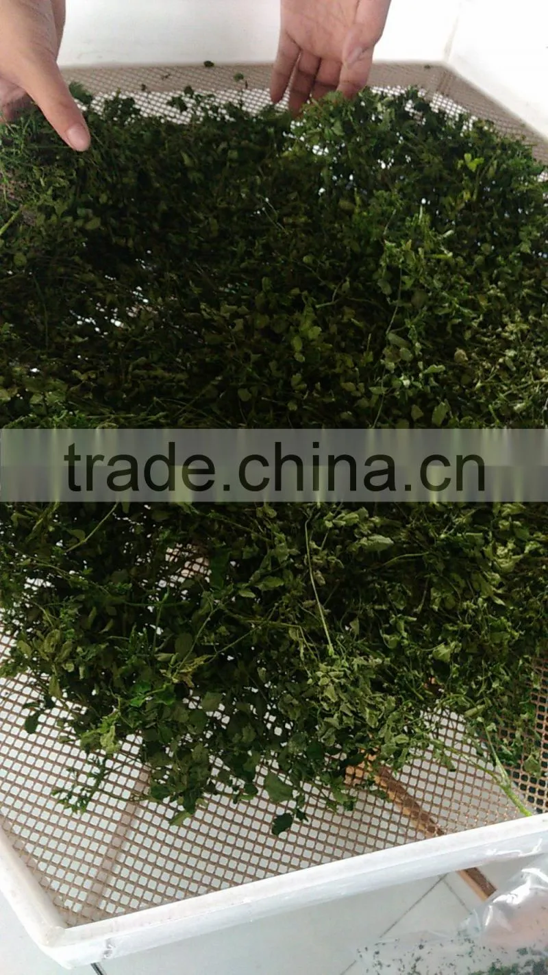 stainless steel moringa leaf drying machine