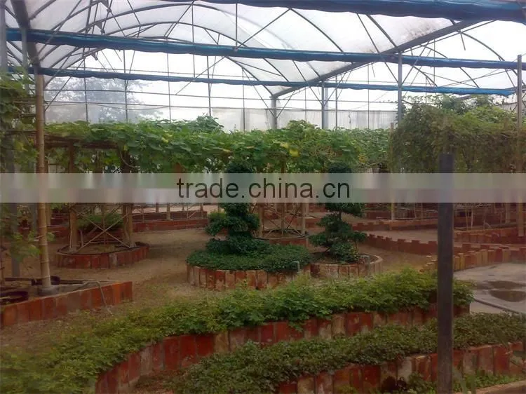 Factory Price BaoLiDa Poly Tunnel Greenhouse For Vegetables /Fruits /Crops