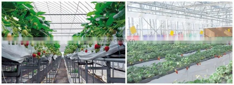 Large Size and Glass Cover Material Low Cost Greenhouse