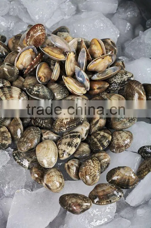 Frozen Baby clam in shell vacuum pack