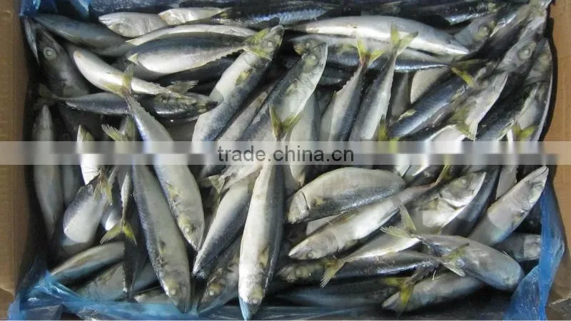 100-120g landfrozen frozen mackerel