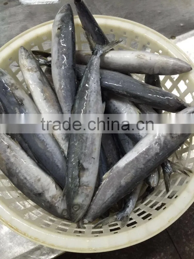Bulk Packing Good Quality Spanish Mackerel Frozen On Board