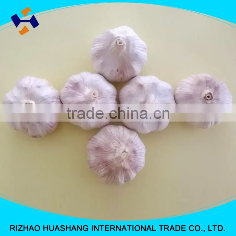good quality normal white fresh garlic size5.5cm