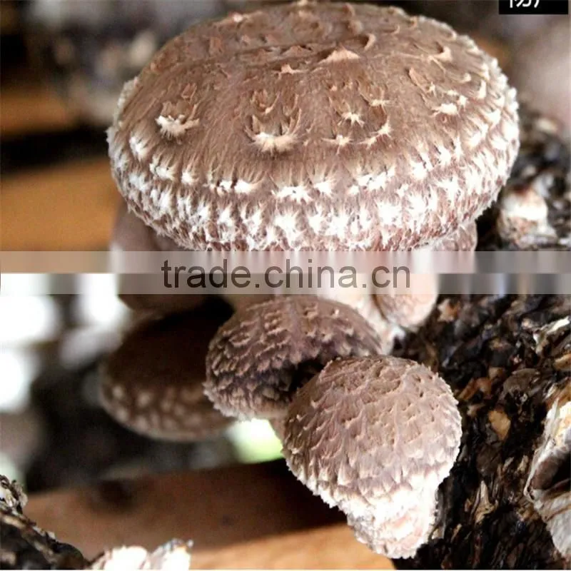 2016 Hot Selling Mushroom Prices,Shitake Mushroom Growing,Mushroom Logs