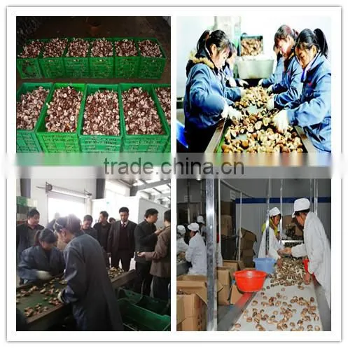 hot sale log white flower mushroom
