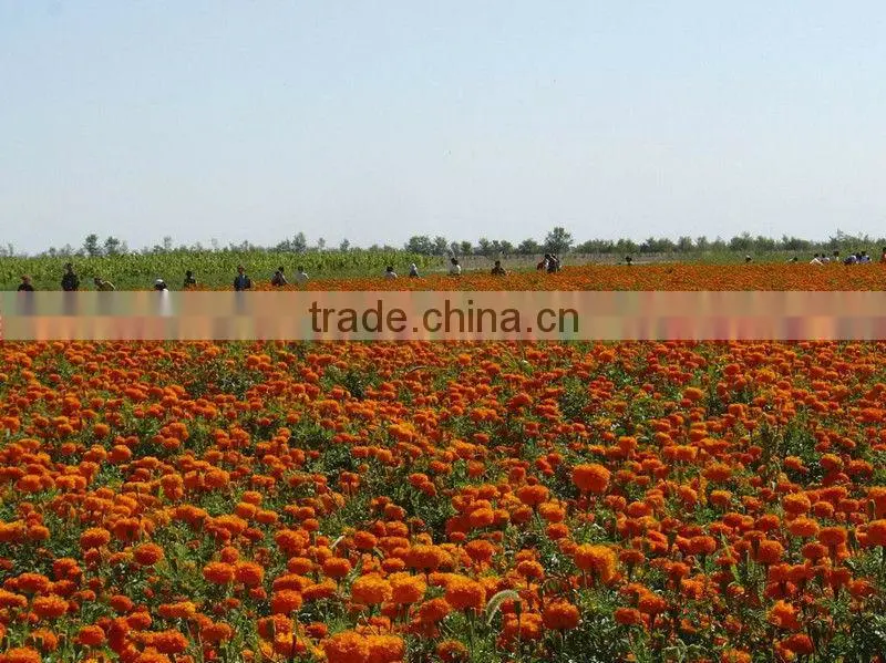 100% natural marigold extract lutein powder 10%