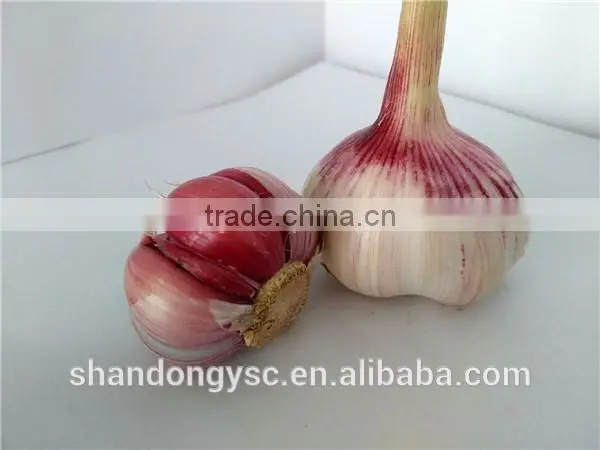 wholesale China garlic price