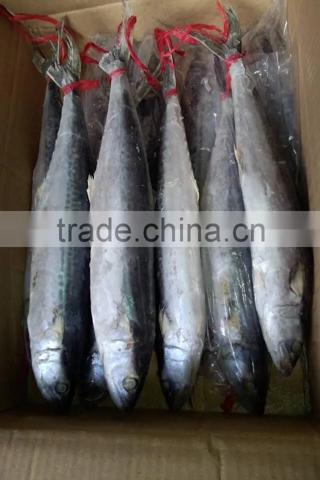 whole round scomberomorus Niphonius fish frozen spanish mackerel