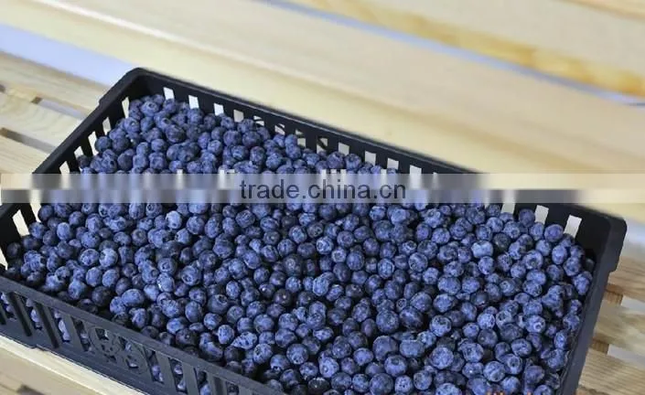 bulk frozen blueberries