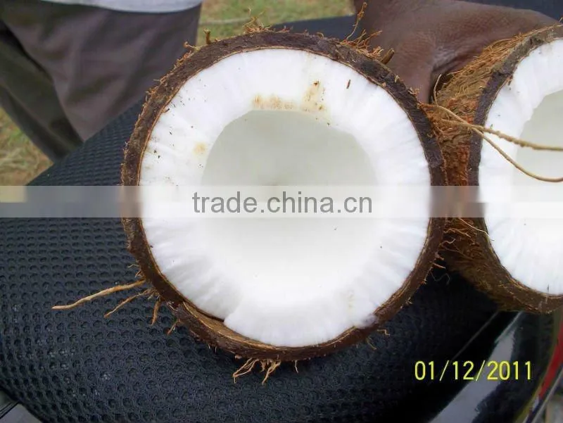 Fresh Matured Coconut