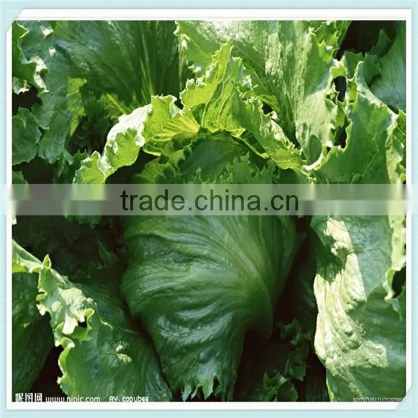 fresh Chinese cabbage