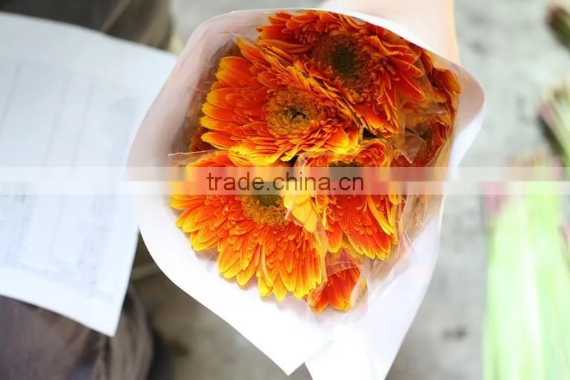 Kunming flower export rainbow gerbera daisy flower silk gerbera daisy flowers with 0.6-0.8kg/bundle from Yunnan, China