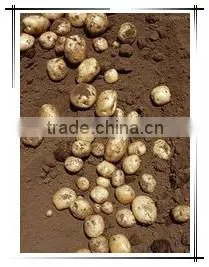 potato harvester/tractor potato harvester/small potato harvester