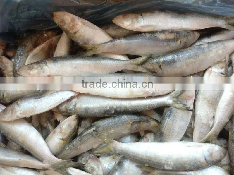 Good good quality frozen lighting sardine 100-120pcs/ctn