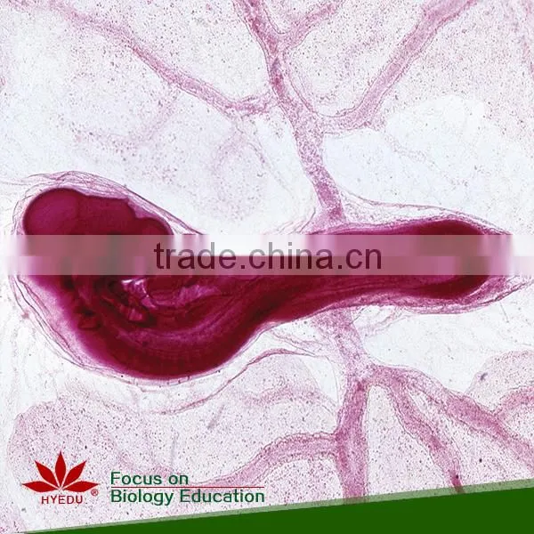 100pcs/set histology and embryology microscope glass slides