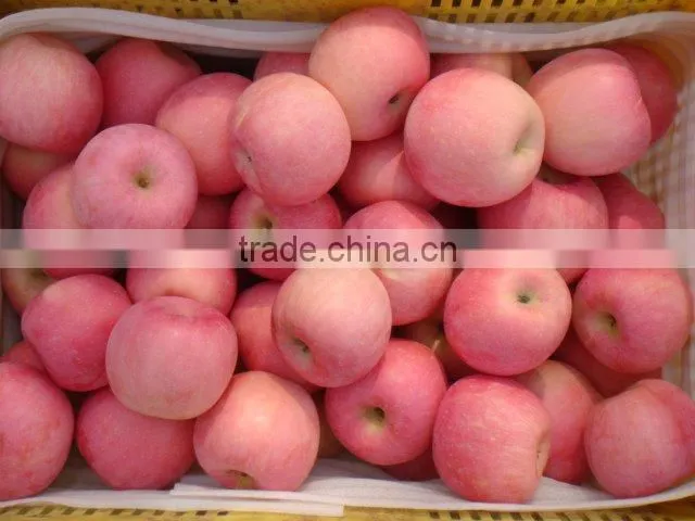Red Fuji Apple