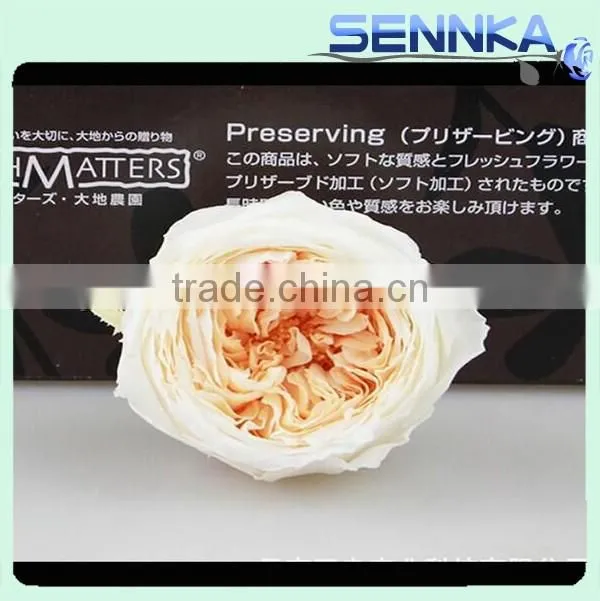 Wedding Favors Preserved Austin Rose Flower Wholesale Approximately 4.5cm Diameter