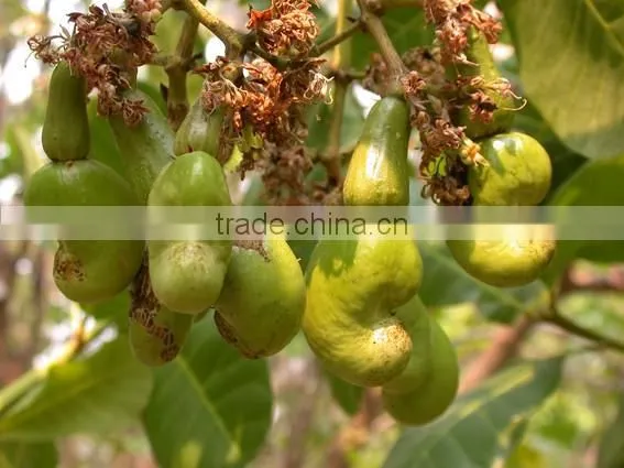 Kaju Fruits Tree seeds Anacardium occidentale Cashew seed