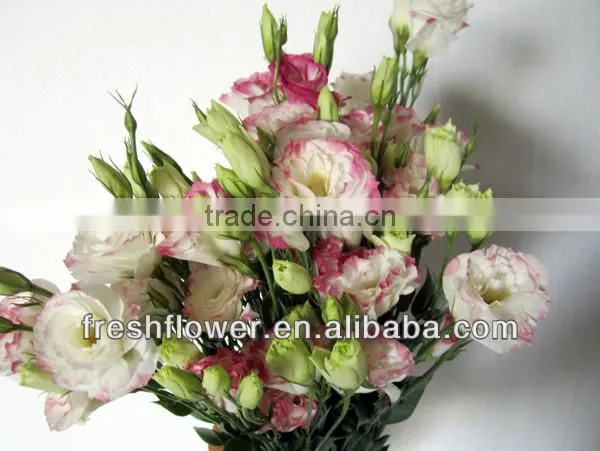 Fresh cut flowers named Eustoma