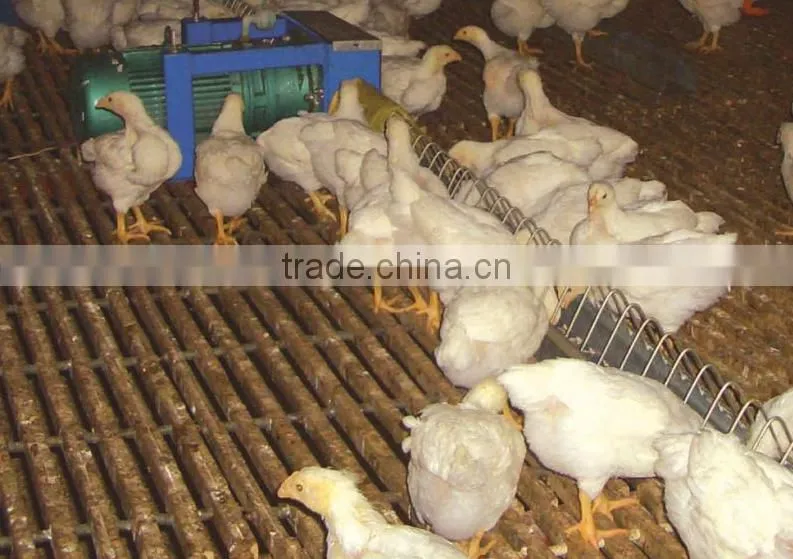 Breeder Chicken Chain Feeding System