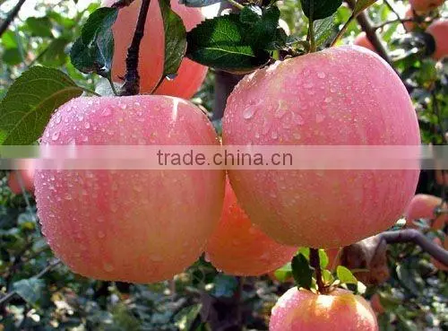2013 fresh fuji apple