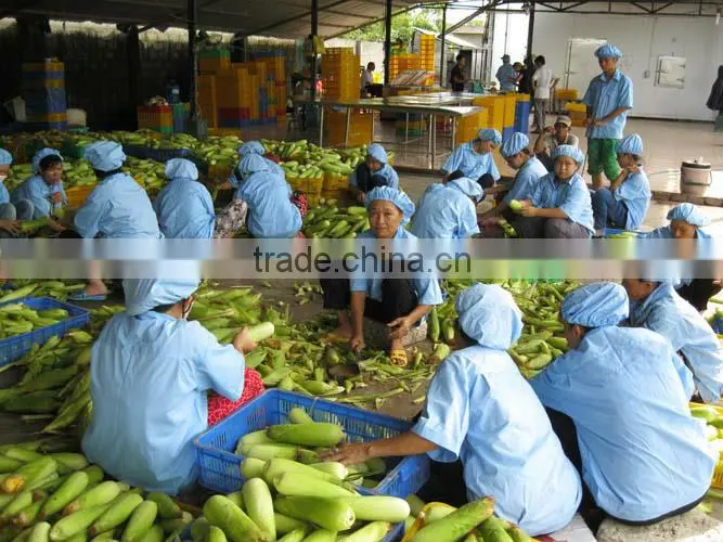 USA Fresh Yellow Sweet Corn Vietnam with Best Price