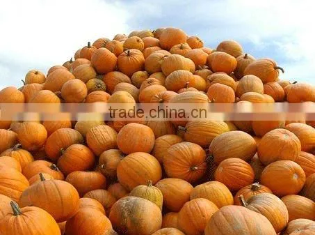 High quality Pumpkin seed oil