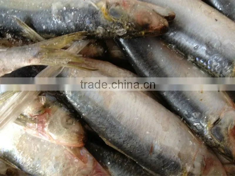 Frozen sardines whole round 20-25pcs/kg for cannery