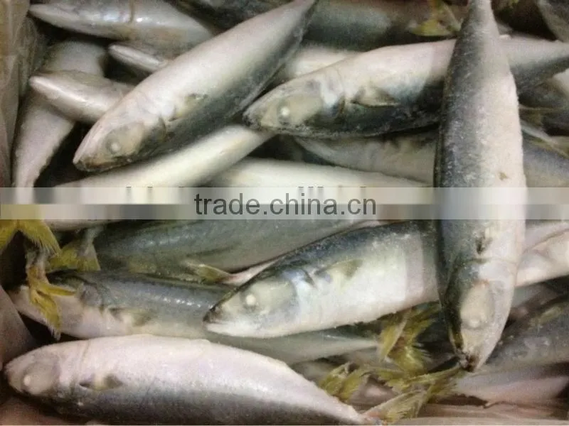IQF mackerel 6-8pcs/kg
