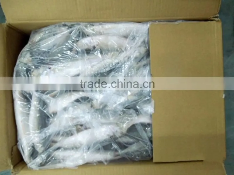 Frozen Round Scad Fish with Size 8-10 for Philippines