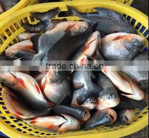 2016 best price high quality good tasty pomfret fish