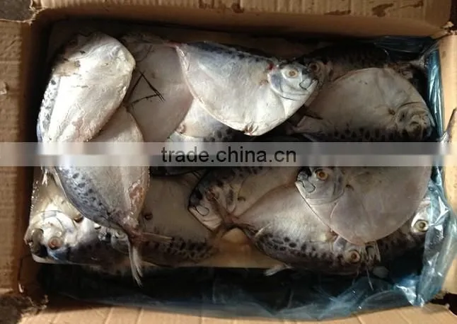 Fresh new stock of moonfish China origin