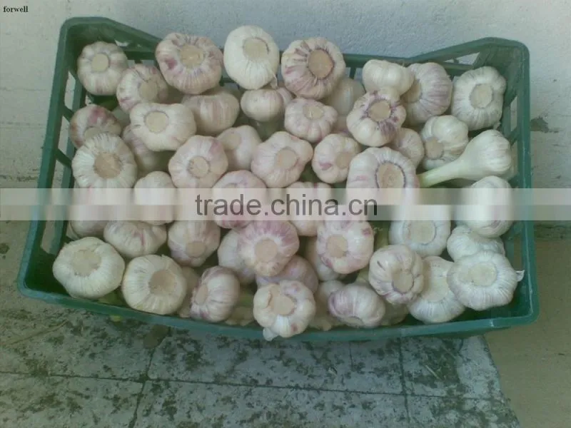 Liliaceous Vegetabless Product Type and Garlic 2017