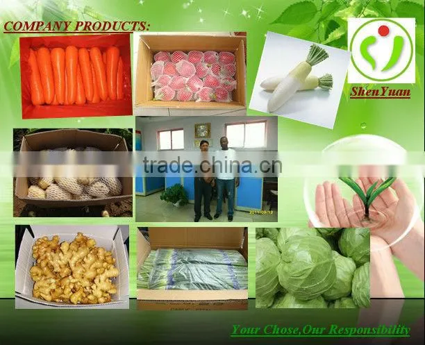 NEW FRESH CABBAGE
