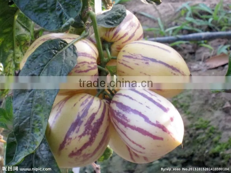 Pepino Seed Pepino Cucumber Seeds For Cultivation Germination rate above 93%