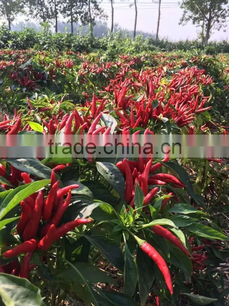 Hybrid F1 Pepper seeds hot pepper seeds for growing-High yield king