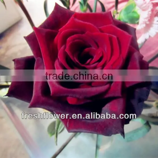 wholesale flowers of black roses flower