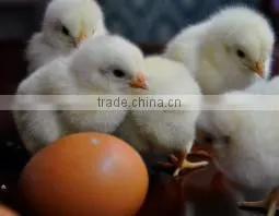 Hot sale 96 eggs incubator /mini egg incubator
